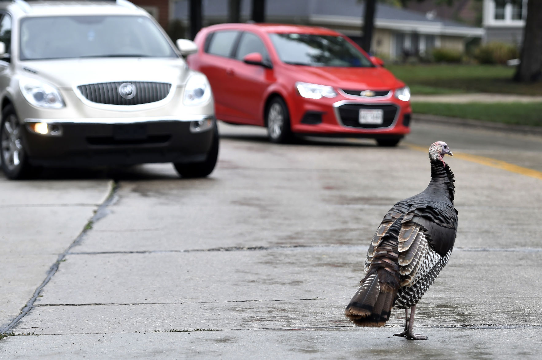CARL - THE TURKEY